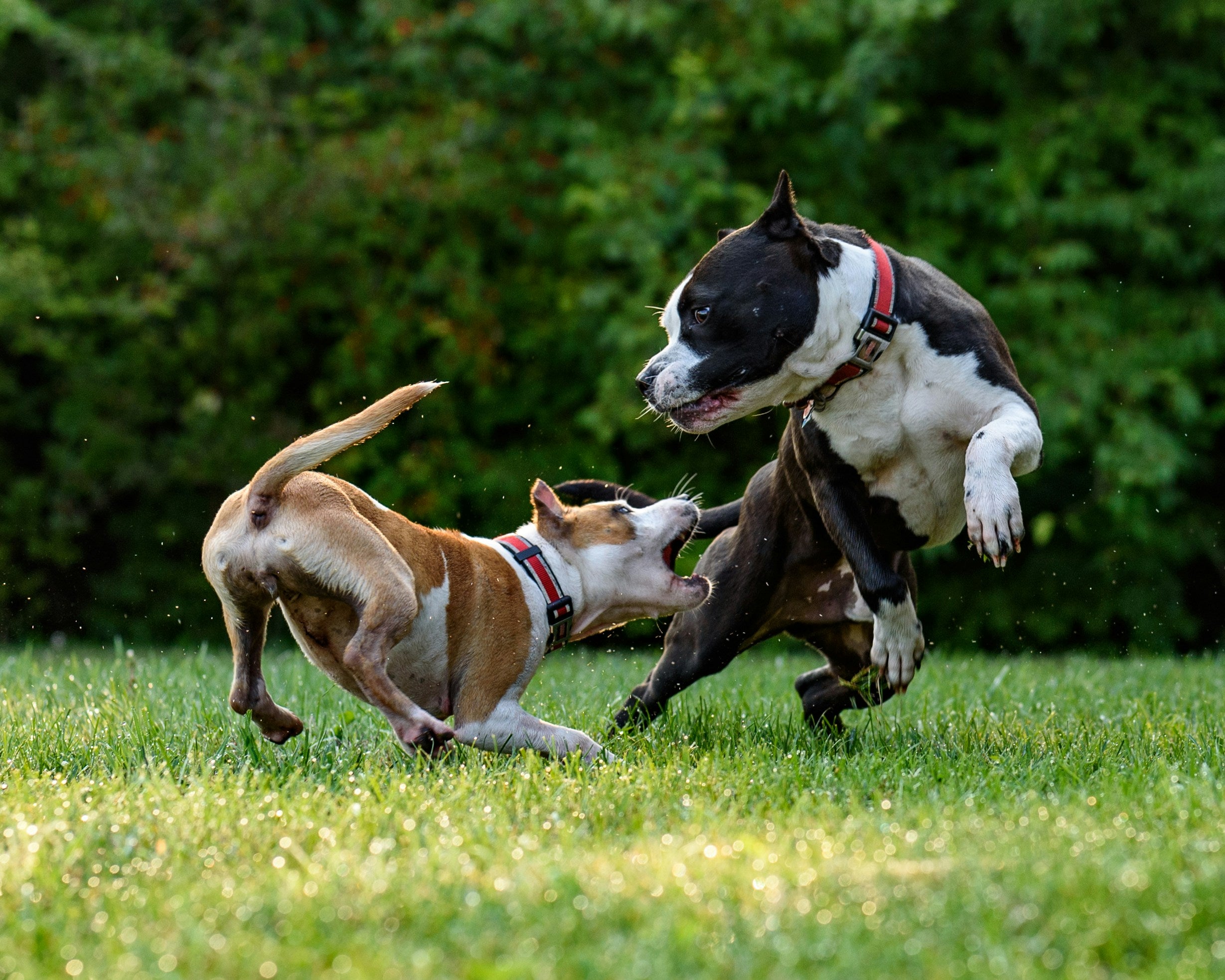 Keeping Your Pets Happy and Healthy in August