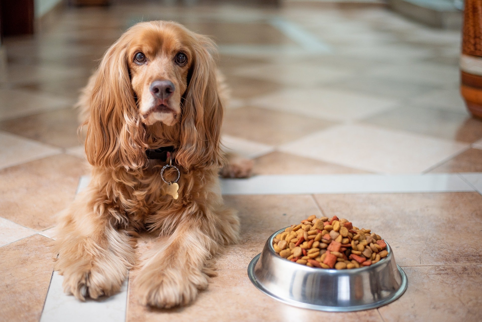 Evidence to support raw dog (pet) food feeding